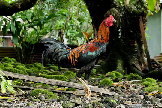 chicken. In Indonesia, this chicken is known as a rooster. Besides being kept, these chickens are also often used for cockfighting