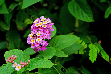 lantana flower. This flower can thrive in vacant land or shrubs with adequate protection