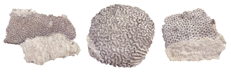 Three different fossilized coral surfaces on a white background, isolated