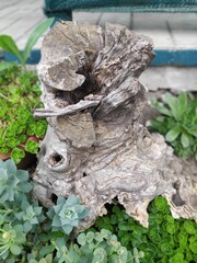 tree roots in the garden