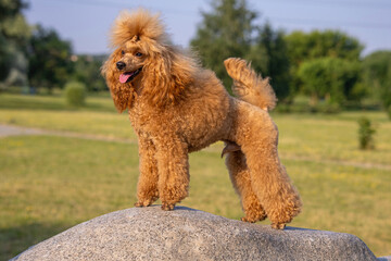 A beautiful young groomed thoroughbred red poodle stands on big boulder in a sunny city park