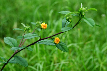 ciplukan flower. Ciplukan is a bush plant that grows wild on the edge of ditches, gardens, and river banks