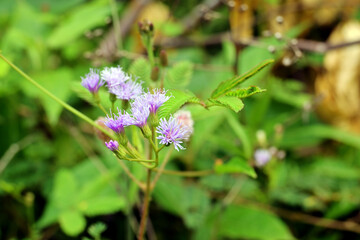 purple flowers. The symbol and meaning of the purple flower color itself is happiness, success, and prosperity