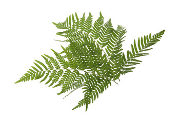 Beautiful tropical fern leaves on white background