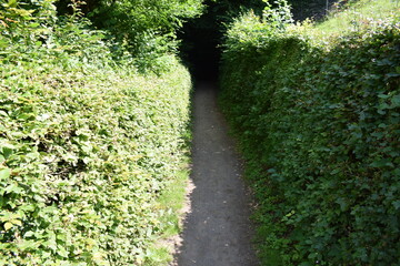 enger Weg zwischen Hecken