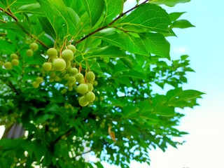 青空を背景にした木の実と緑の葉のアップ（コピースペースあり）