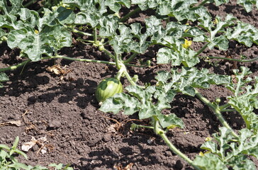 Watermelons grow in a garden bed, weave along the ground, forming a living green carpet.