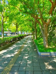 日本の名城、和歌山の観光スポット和歌山城の石垣と木陰と木漏れ日の歩道と点字ブロックの夏の新緑の風景（コピースペースあり）