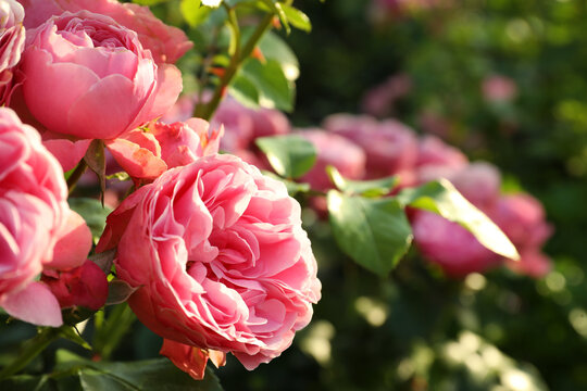 Beautiful blooming pink roses on bush outdoors, closeup. Space for text