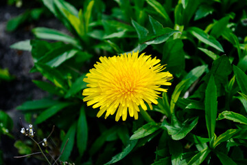 yellow flowers. Yellow flowers are often interpreted as a bearer of good news, good wishes, and happiness