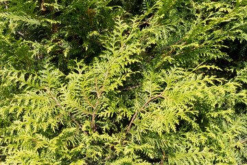 Thuja western Smaragd closeup, full frame, background.