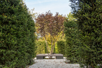 Prunus cerasifera nigra, Splayed plum, autumn view.