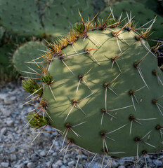 Prickly pear stem with details of spines and new growth
