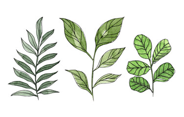 Set of green leaves isolated on wite. Watercolor illustration. Floral design elements  of colorful hand drawn line twigs