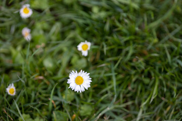 Many small daisies bloom in the meadow.