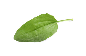Fresh green broadleaf plantain leaf isolated on white © New Africa