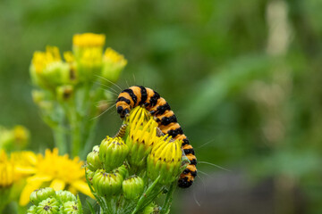 Caterpillar  