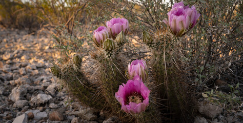 Blooming magenta hedgehog cactus, Echinocereus, flowers
