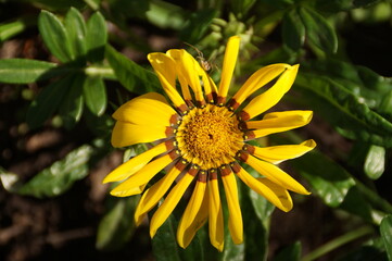 yellow flower in the garden
