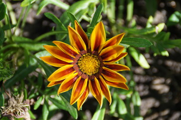 flower in the garden