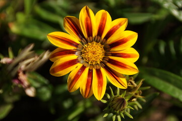 yellow flower in the garden