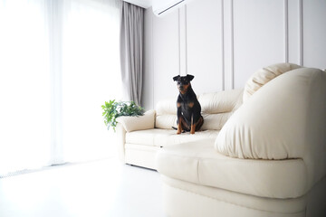Dog sits in contemporary living room with big windows and corner beige couch. German pinscher sits on sofa by window.