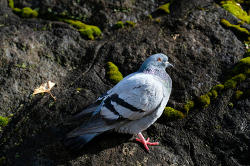 Close up rock dove,pigeon on rock,rock covered by green moss,sunlight in morning time in Japan.