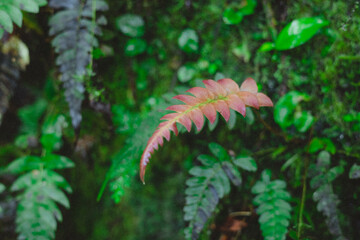single red leaf between green leaf