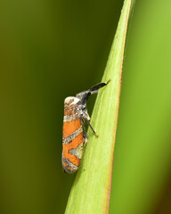 Close-up of a small insect in the late afternoon.
