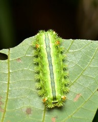 Nettle caterpillar or Parasa lepida (Cramer) it is a leaf-eating caterpillar, a major enemy of coconut and palm plants.
