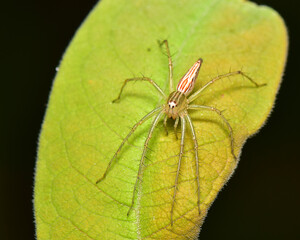 Spiders ambush waiting for their prey on the branches.