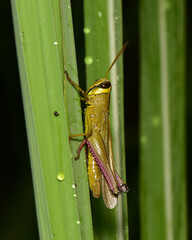 Grasshopper or Caelifera it is considered a new source of protein for humans that can be processed into a variety of foods.