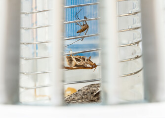 Dead insects in electric bug zapper or mosquito killer, closeup. A moth and mosquito are stuck on...