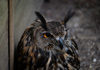 Close up on owl