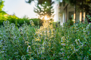The medicinal herb thyme in the garden is illuminated by the rays of the evening sun