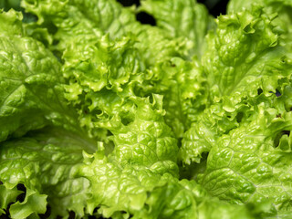 Macro photography of looseleaf lettuce leaves, captured at a garden near the town of Arcabuco in central Colombia.
