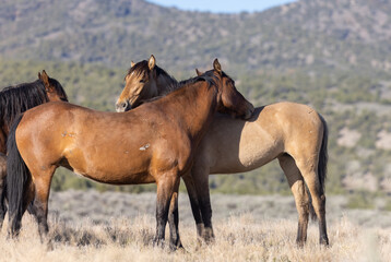 Beautiful Wild Horses in Utah in Springtime