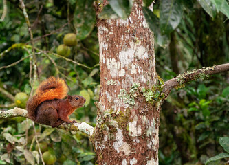 red squirrel sitting on te branch of a orange tree, there are green leaves in the background.