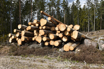 Stacked timber by roadside