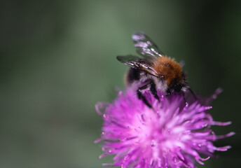 Hummel auf lila Blume, close up, Hintergrund grün/schwarz