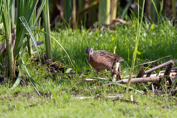 The Virginia rail (Rallus limicola). Natural scene from a marsh in Wisconsin.