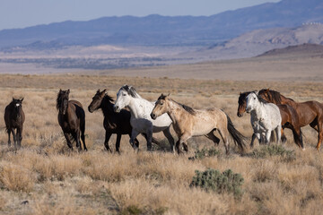 Beautiful Wild Horses in Utah in Springtime