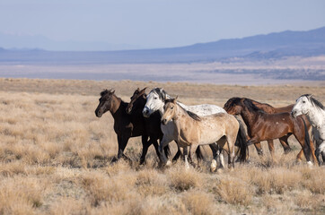 Fototapeta premium Beautiful Wild Horses in Utah in Springtime