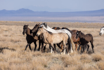 Fototapeta premium Beautiful Wild Horses in Utah in Springtime