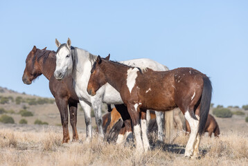 Beautiful Wild Horses in Utah in Springtime