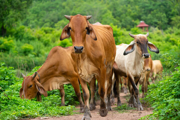 Naklejka na ściany i meble Cattle for meat production in thailand farmers cows in nature