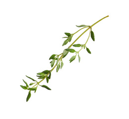 Aromatic thyme sprig on white background. Fresh herb