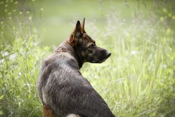 Portrait of a domestic pet dog shepherd dog on a walk on a background of grass. She looks away.