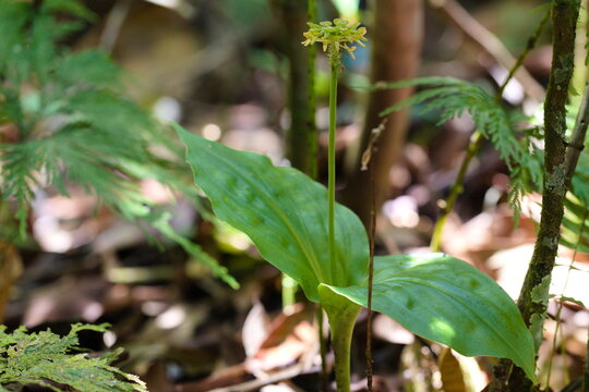 malaxis historiantha orquid