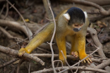 Closeup portrait of Golden Squirrel Monkey (Saimiri sciureus) sitting on branch playing, Bolivia.